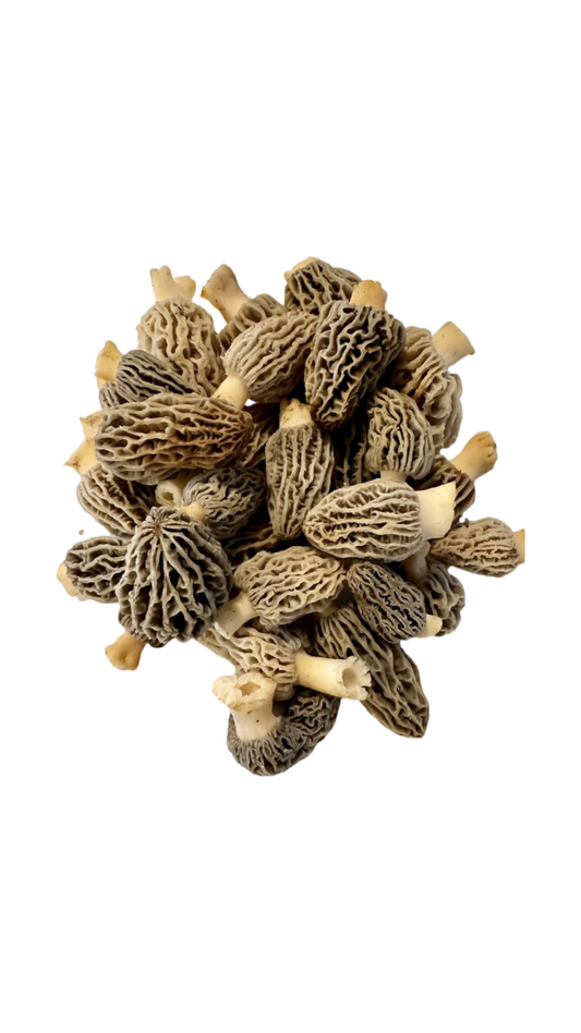 Fresh Wild Blonde Morels