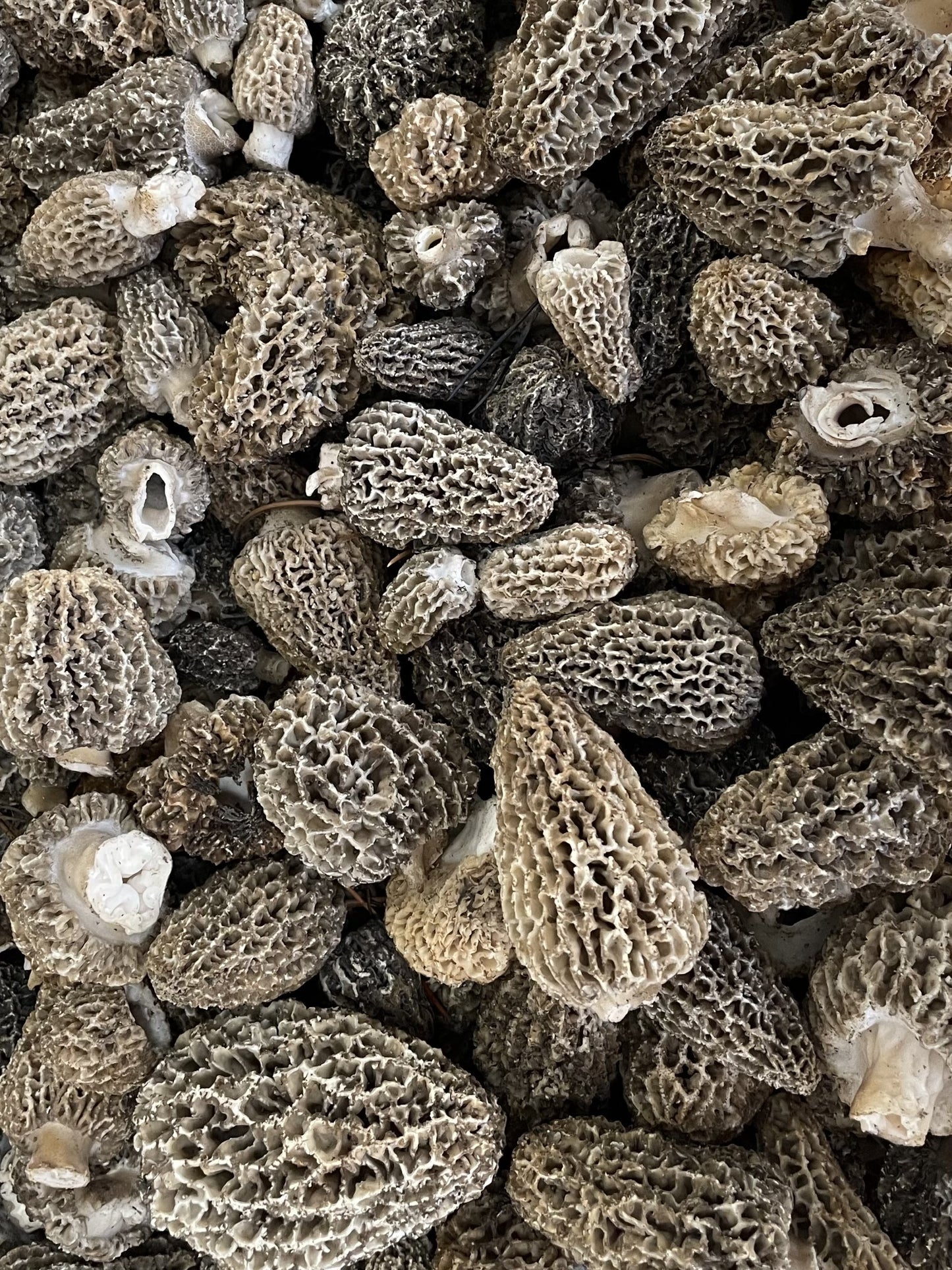Fresh Wild Grey Morels