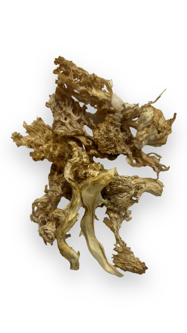 Dried Wild Lion's Mane