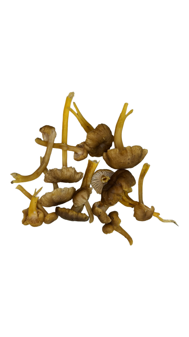 Fresh Wild Yellowfoot Chanterelles