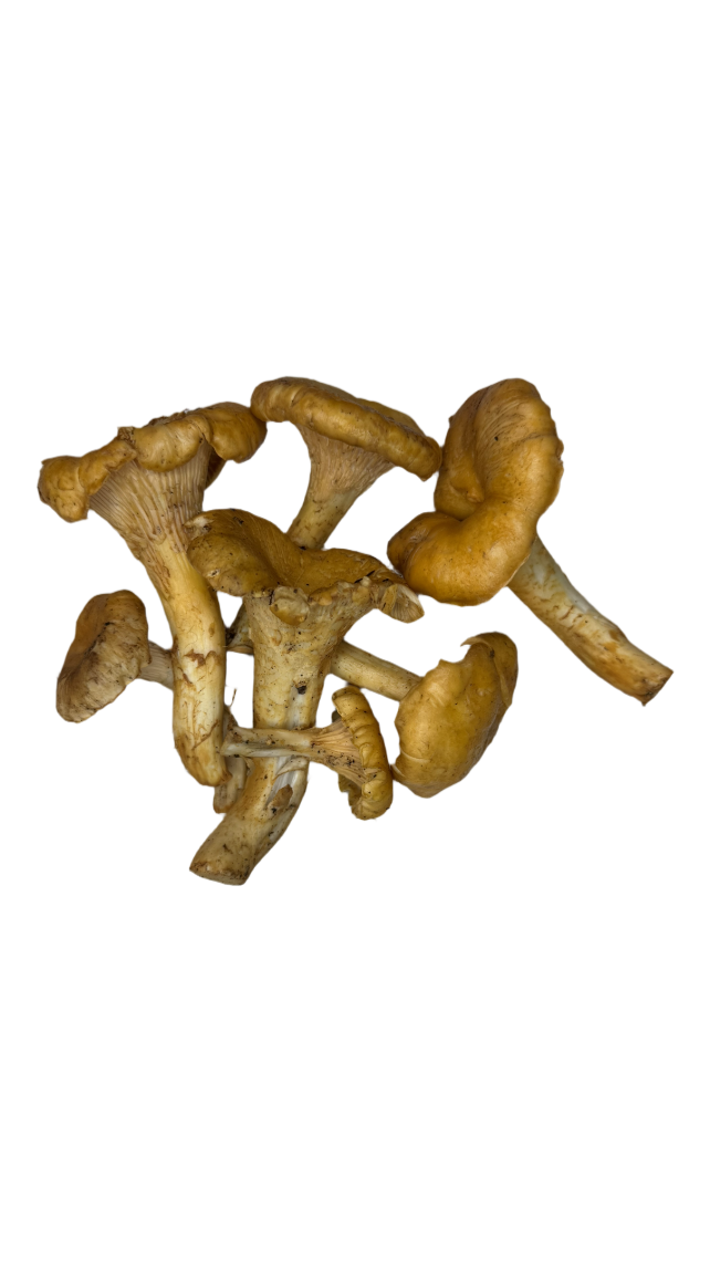 Fresh Wild Chanterelles