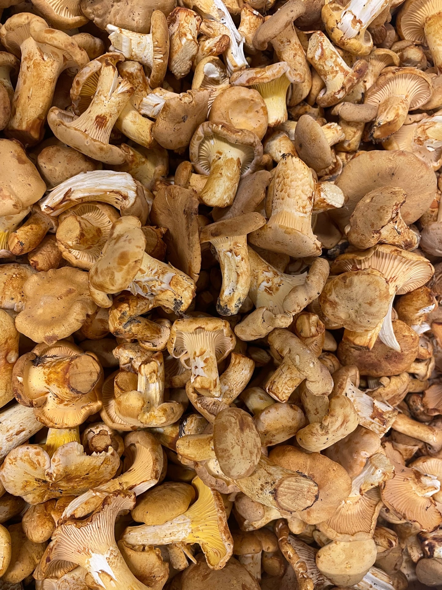 Fresh Wild Chanterelles