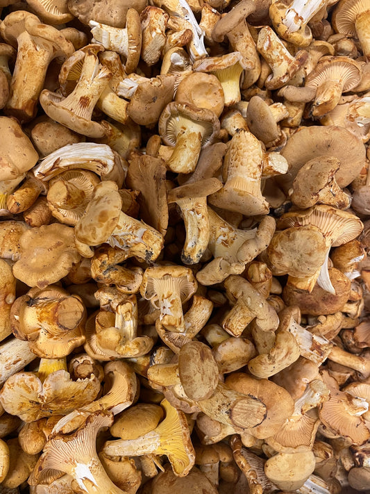 Fresh Wild Chanterelles