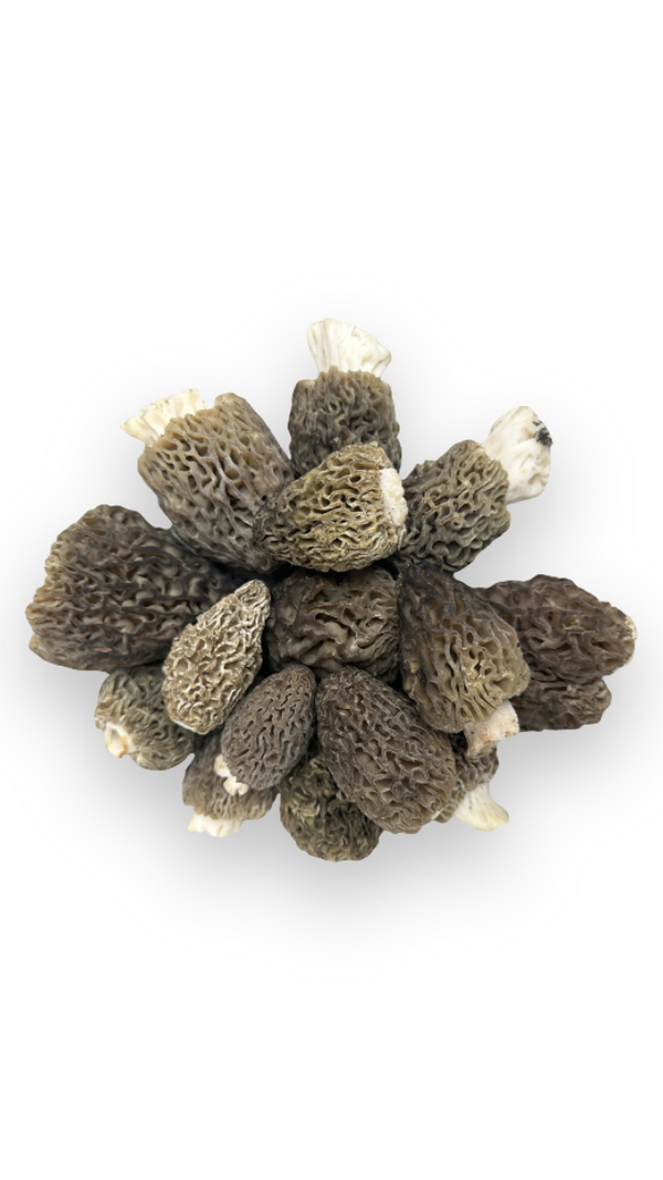 Fresh Wild Black Morels Pacific Northwest Mushrooms