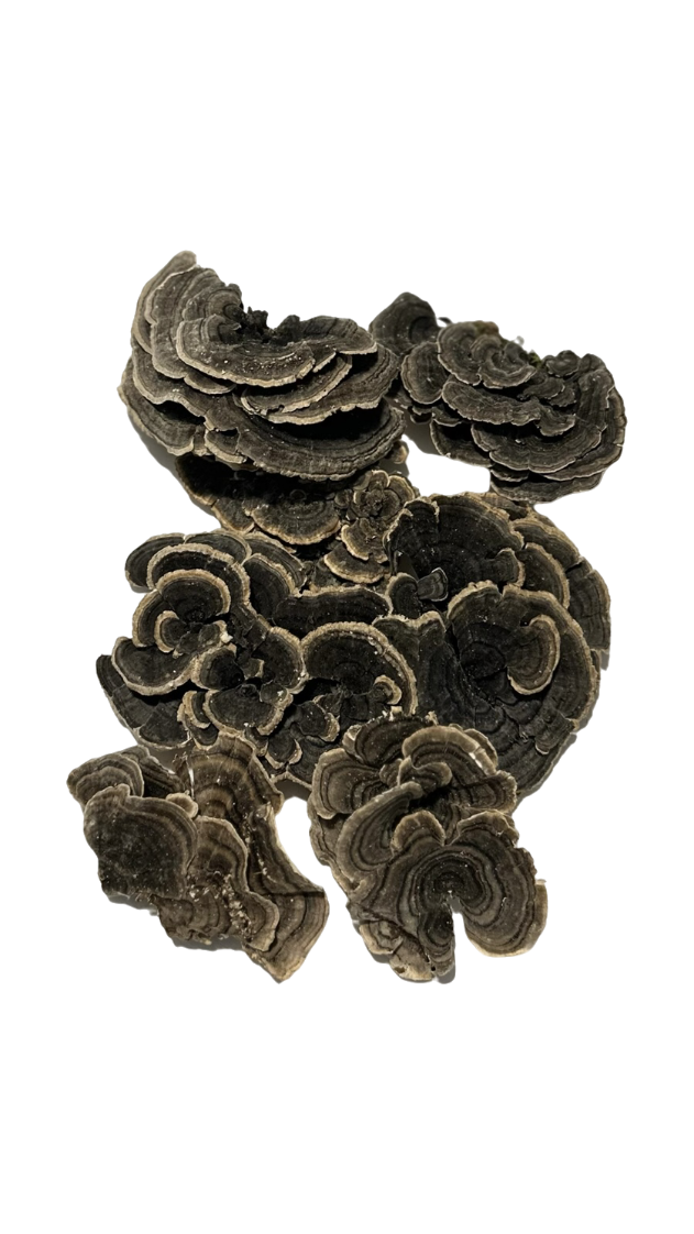 Dried Turkey Tail Mushrooms